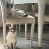 Sparkles und Mortis aus dem Tierschutz