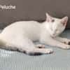 Peluche