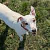 SKIPPY