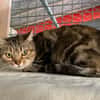 Minette