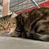 Minette