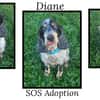 DIANE (Réservée)