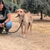 AVION  (Union animal)