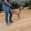 AVION  (Union animal)