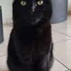 REGLISSE