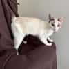 Noga