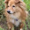 Rico - eine kleine Hundepersönlichkeit