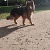 MISCHKA - ein Bild von einem Hund