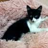 Junges, offenes Katzenmädchen Carmelita