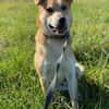 ein friedliebender Monty