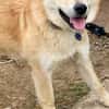 ein friedliebender Monty