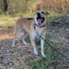 ein friedliebender Monty
