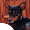 Toby13 sucht ein Zuhause