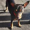 Toby13 sucht ein Zuhause