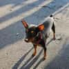 Toby13 sucht ein Zuhause