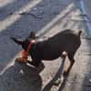 Toby13 sucht ein Zuhause
