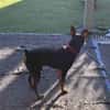 Toby13 sucht ein Zuhause