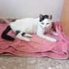 Liebe, sanfte Katze Chippy