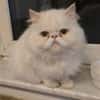 Perser Kater sucht neue Familie