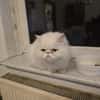 Perser Kater sucht neue Familie