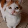GOLDIE - geb. ca. 01/2021 - wk