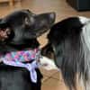 Olive sucht ein Zuhause