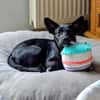 Olive sucht ein Zuhause