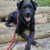 Blacky - junger unkomplizierter Rüde