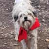 Flynn, Wuschel sucht Herzensmenschen