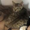 Timba (en cours d'adoption)