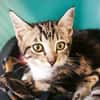 CHATCLAUDE