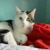 MINOU