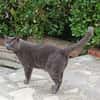 ROMEO PAB27778