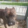 TAYSON QCN