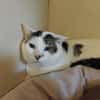 Cookie Pab28014