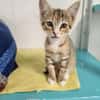 Lea (en cours d'adoption)