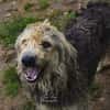 RALF
