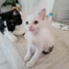 Lily Rose, l'adorable minette