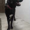 BOLO  (Animalea)