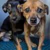 TACO (3ans) ET IGGY (1an) (Adoptables séparément)