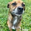TACO (3ans) ET IGGY (1an) (Adoptables séparément)