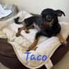 TACO (3ans) ET IGGY (1an) (Adoptables séparément)