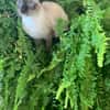 CESAR