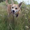 Notfall Arya♥sucht liebevolles Zuhause
