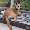 Notfall Arya♥sucht liebevolles Zuhause