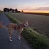 Notfall Arya♥sucht liebevolles Zuhause