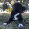 Roxy sucht ihre Familie