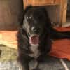 Roxy sucht ihre Familie