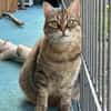 Schmusekatze Marcella wartet auf Dich