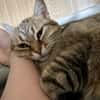 Schmusekatze Marcella wartet auf Dich